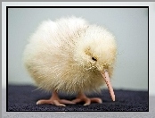 Pisklak, Kiwi