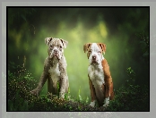 American Pit Bull Terrier, Szczeniaki, Amerykański pitbullterier, Dwa