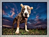 Pit Bull Terrier, Niebo, Pies, Trawa