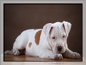 Pit bull terrier, Szczeniak, Pies