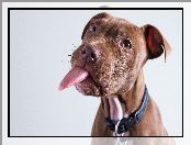 Pit Bull Terrier, Język