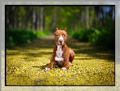 Amerykański Pitbull Terrier