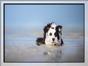 Plaża, Border collie, Warowanie