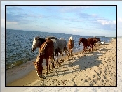 Plaża, Piasek, Konie, Morze