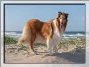 Plaża, Pies, Owczarek szkocki długowłosy