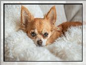 Chihuahua, Futrzany, Grafika, Pled