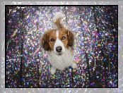 Pies, Płochacz holenderski, Konfetti, Kooikerhondje