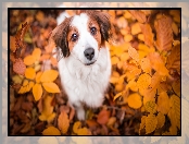 Płochacz holenderski, Liście, Pies, Kooikerhondje