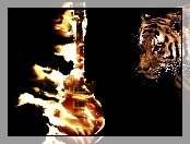 Tygrys, Płonąca, Gitara