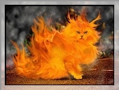 Płonący, Kot