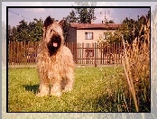 Owczarek francuski Briard