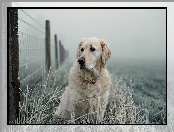 Płot, Trawa, Golden retriever, Oszroniona