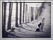 Płot, Śnieg, Border collie, Szczeniak, Zima