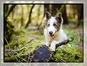 Pniak, Mech, Border collie, Gałęzie