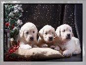 Poduszka, Choinka, Szczeniaki, Trzy, Golden retriever