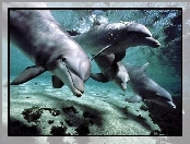 Delfiny, Podwodny, Świat