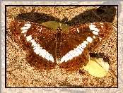 Motyl, Pokłonnik kamilla