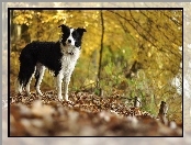 Polana, Drzewa, Border collie, Liście