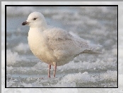 Mewa Polarna, Śnieg