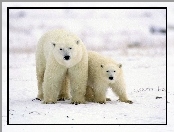 Polarne, Młode, Niedźwiedzie, Mama
