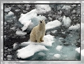 Polarny, Kry, Niedźwiedź, Woda