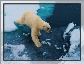 Polarny, Lód, Niedźwiedź, Kra
