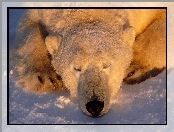 Polarny, Śnieg, Niedźwiedź, Łapki