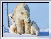 Polarny, Śnieg, Niedźwiedź, Młode