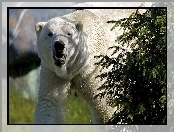 Polarny, Świerka, Niedźwiedź, Gałązki