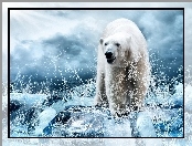 Polarny, Woda, Niedźwiedź, Rozbryzgująca