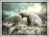 Polarny, Woda, Niedźwiedź, Rozbryzgująca