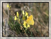 Żółte, Motyl, Polne, Kwiatki