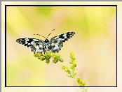 Polowiec szachownica, Kwiat, Motyl, Żółty
