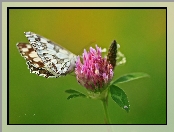 Polowiec Szachownica, Różowa, Motyl, Koniczyna