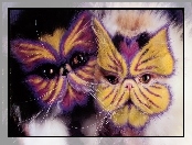 Koty, Pomalowane