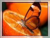 Pomarańcza, Motyl