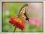 Motyl, Pomarańczowa, Cynia