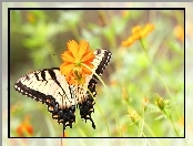 Motyl, Pomarańczowe, Kwiaty