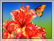 Motyl, Pomarańczowe, Lilie