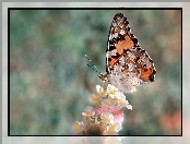 Rusałka, Kwiaty, Motyl, Osetnik