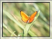 Pomarańczowy, Motyl