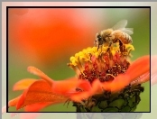Pszczoła, Pomarańczowy, Kwiat