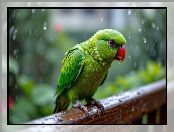 Zielona, Papuga, Deszcz, Poręcz