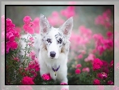 Portret, Róże, Border collie, Kwiaty