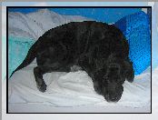 Pościel, Czarny, Labrador Retriever