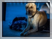 Posłanie, Labrador Retriever, Pies