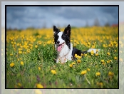 Mniszek pospolity, Trawa, Border collie, Pies, Łąka