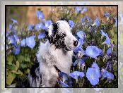 Powój, Niebieski, Owczarek australijski, Pies, Kwiaty
