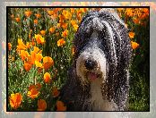 Maczki kalifornijskie, Pomarańczowe, Pies, Bearded collie, Kwiaty, Pozłotki