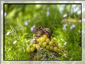 Rośliny, Pręgowiec amerykański, Winogrona, Gałązka, Chipmunk, Trawa